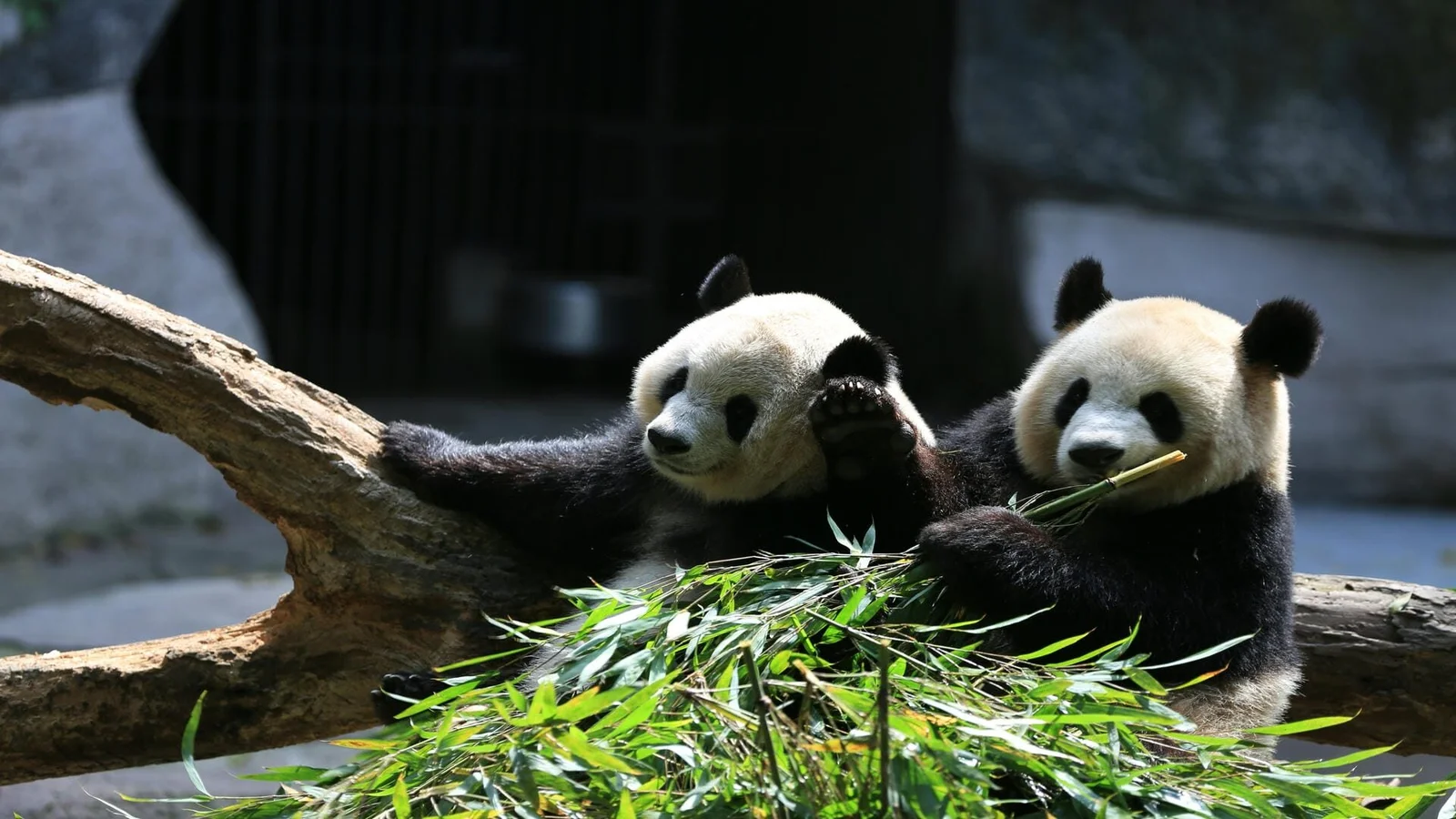 3-Day Chengdu Essentials: Giant Pandas, Sanxingdui Mystery & Dujiangyan (Luxury Private Tour)